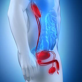 Effects_Of_Testosterone