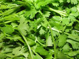 Cilantro-leaves