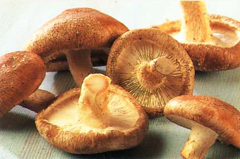 mushrooms-help-weightloss
