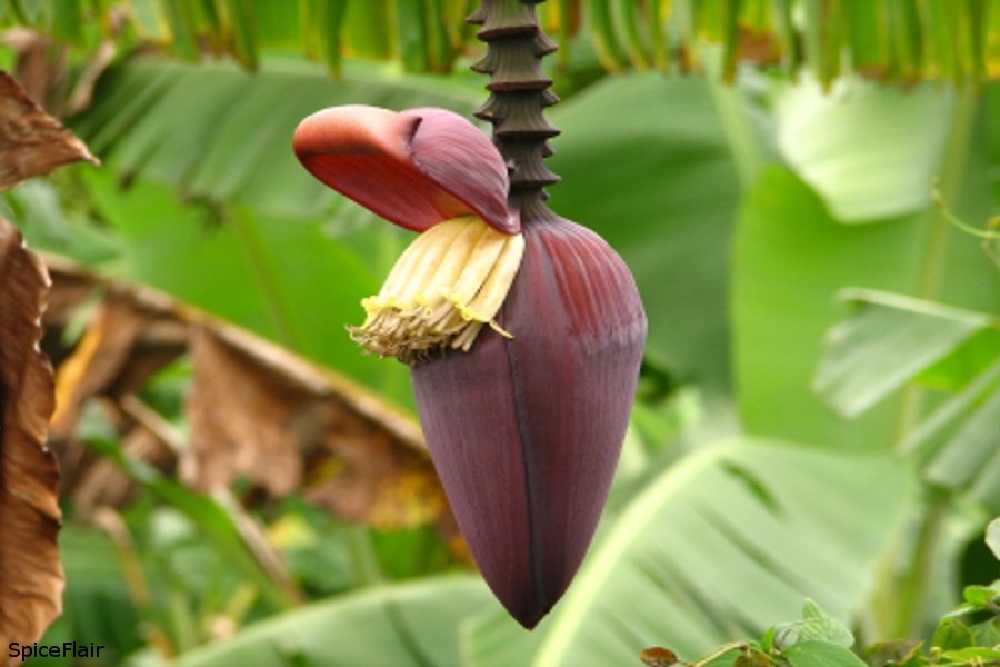 banana-flower