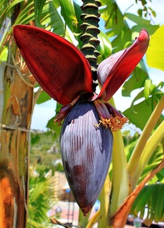banana-flower2