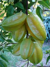 carambola