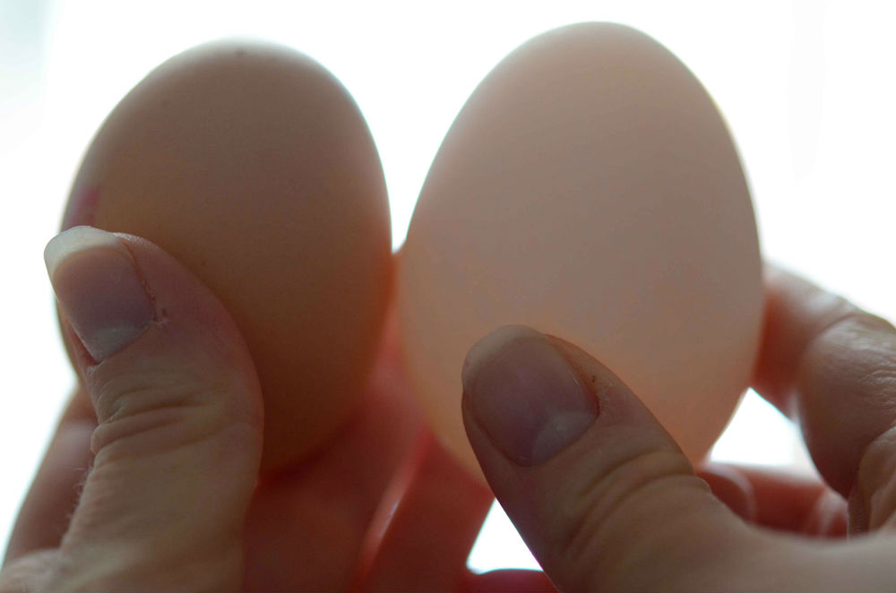 chicken-egg