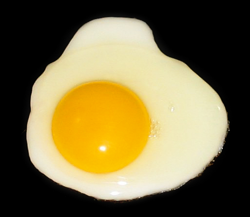 egg-protein