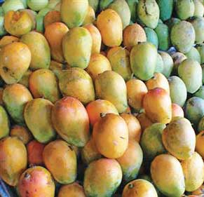 mango-poisonous