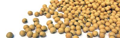 use-of-soybean